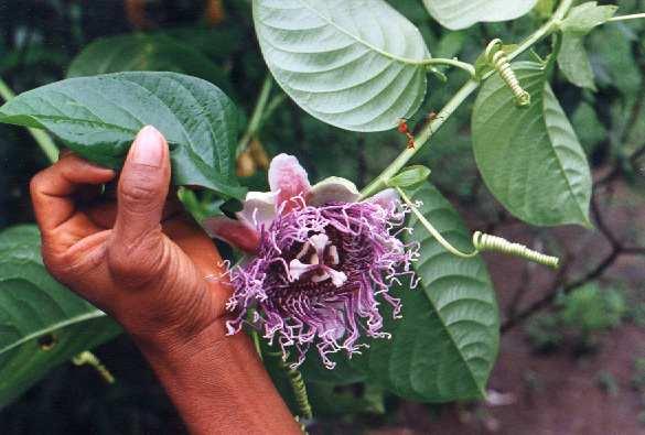 Amazon Flora (photo)