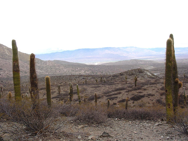 More Cardones scenery