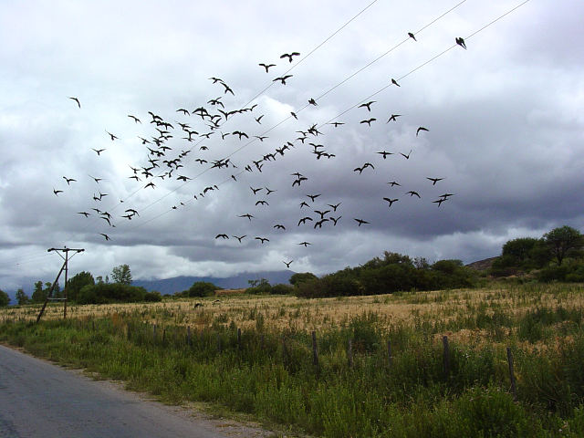 A flock of birds takes wing
