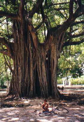 Banyen tree, Miramar (Photo, 114k)