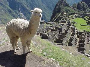 At Machu Picchu