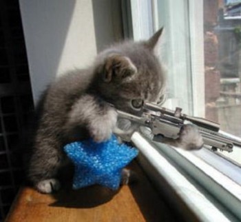 sniper_kitty.jpg
