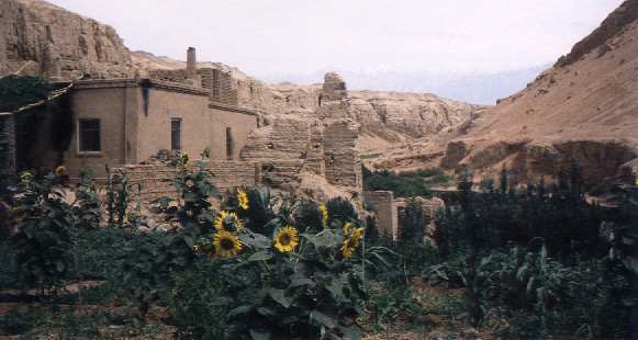 Sunflowers (Photo)(26k)